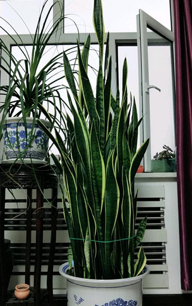 客厅最旺宅的大型植物