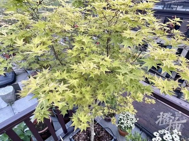 你在家种花种菜，这两位“卖土”做成大生意，公司估值10亿