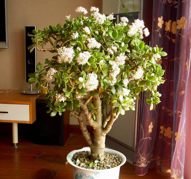 客厅最旺宅的大型植物 客厅最旺宅的大型植物  天堂鸟 生活