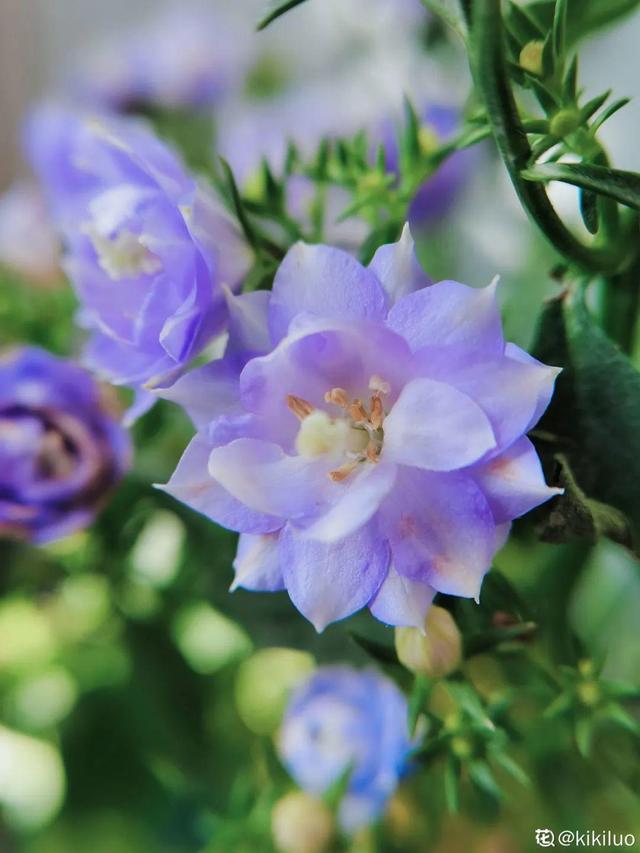 风铃花 风铃花（风铃花的花语是什么） 生活