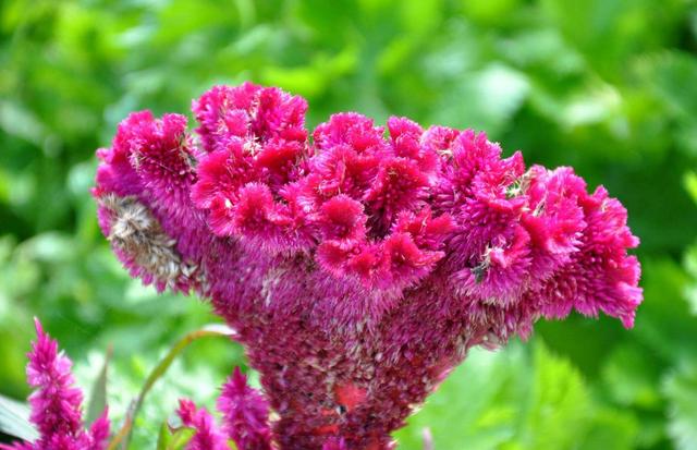 这些花类药材疏肝理气、清热散结，女性结节朋友可以用来泡茶喝