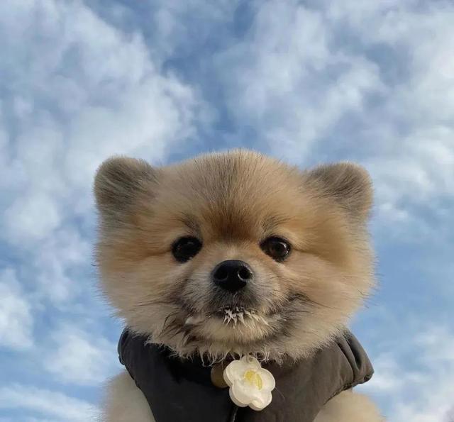 狗一般能活多久