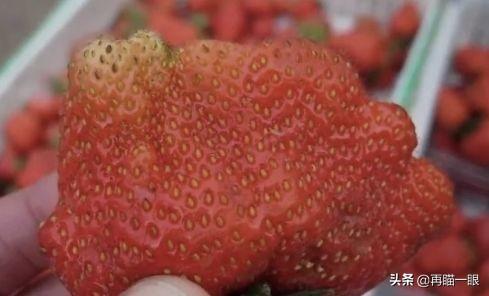 多倍体草莓的原理是什么（多倍体草莓对身体有害吗）