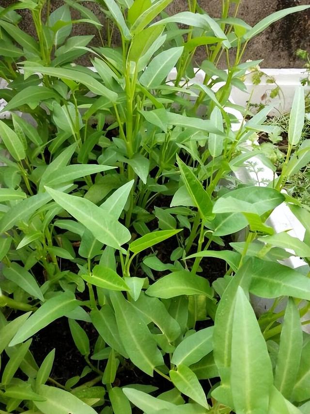 空心菜种植 空心菜种植（空心菜种植技术） 生活