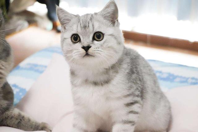 银渐层猫图片欣赏(银渐层猫)|520常识网