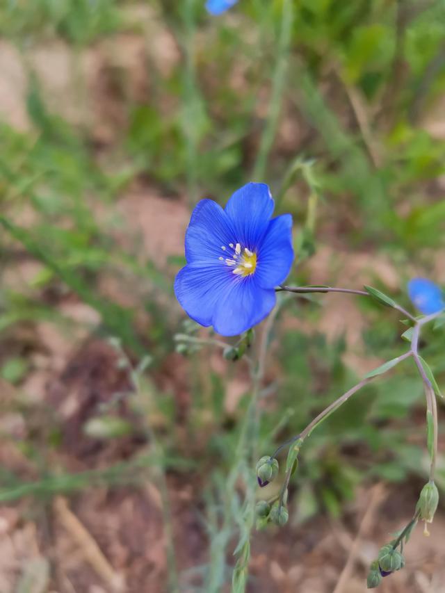 春暖花开——“疫”战到底