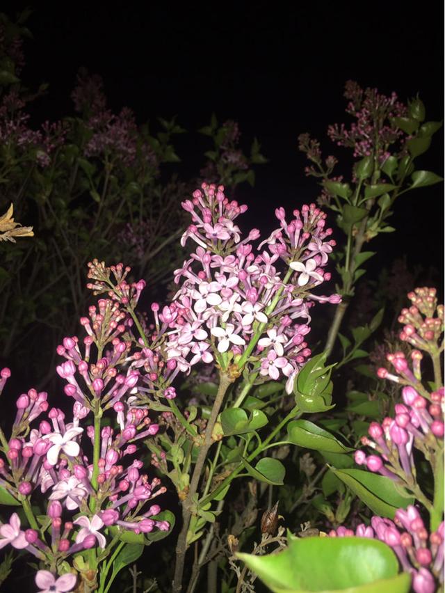 香水花 香水花（香水化学） 生活