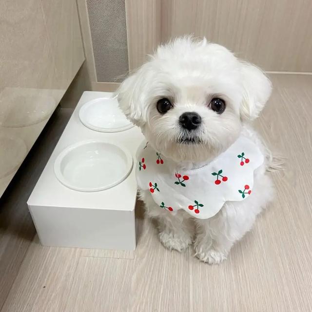 马尔济斯犬价格