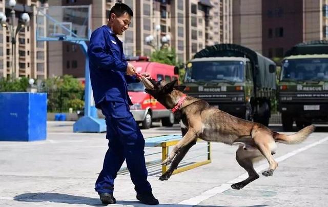 明明有生命探测仪，为何搜救犬仍必不可少？