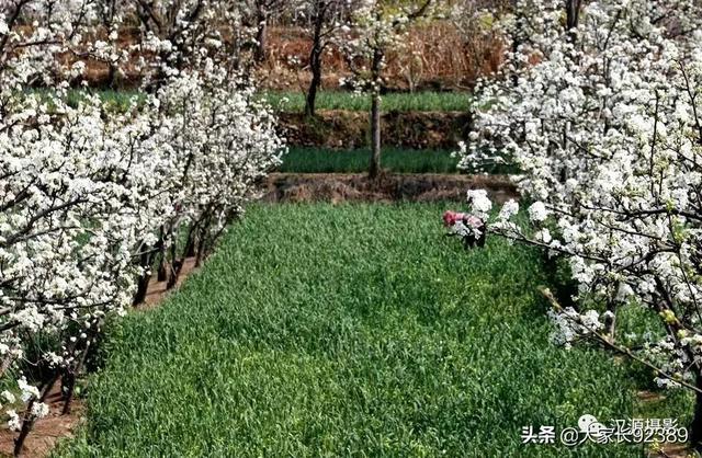 春归时，我把春天收藏