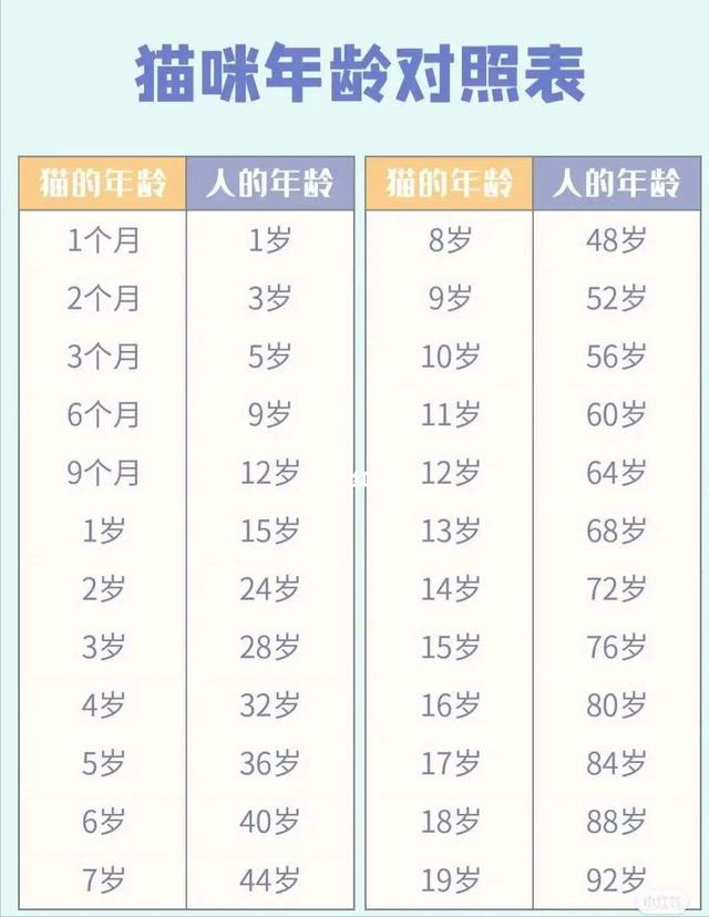 猫多少岁才成年(猫知道人类是男女吗)