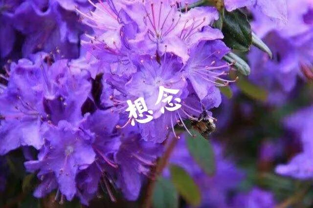 杜鹃花语（红杜鹃花语）