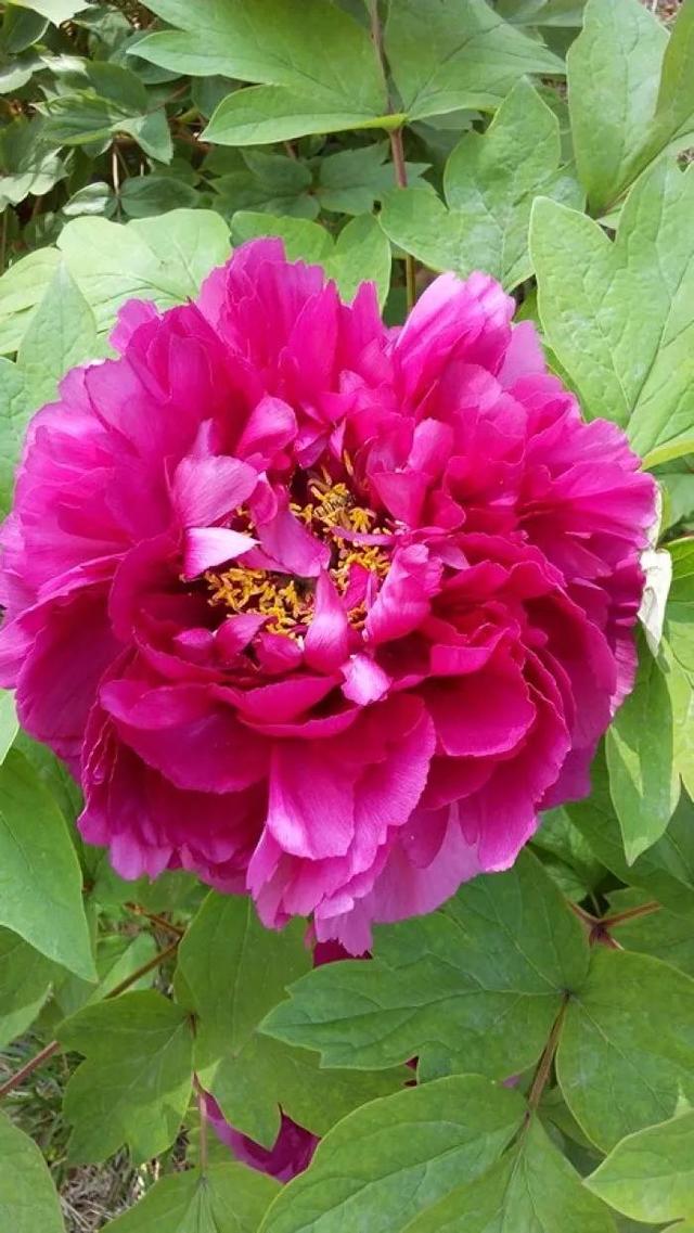 分享图片，与鲜花相伴，过美好人生