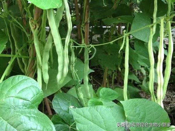 豆角专用冲施肥哪个牌子的好？种植豆角结果期施肥哪种增产明显1