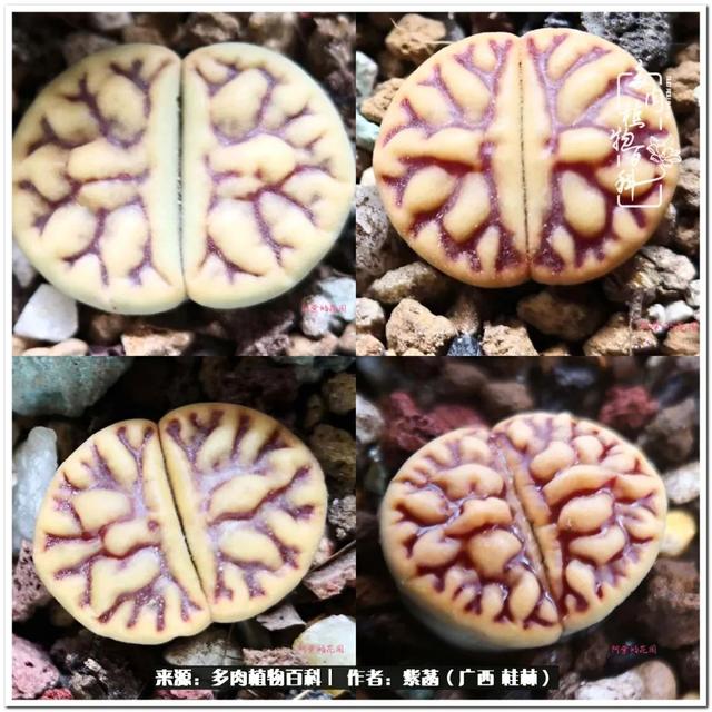 郑州新型泥土洗砂机