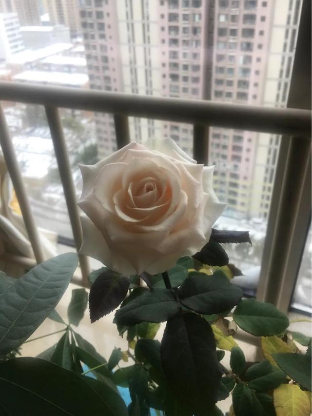 万物皆有报恩之心