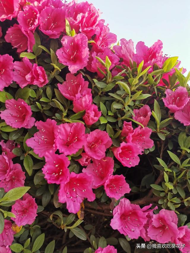 只为杜鹃来开花