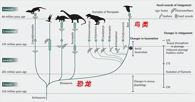 原来鸡也是恐龙的后裔