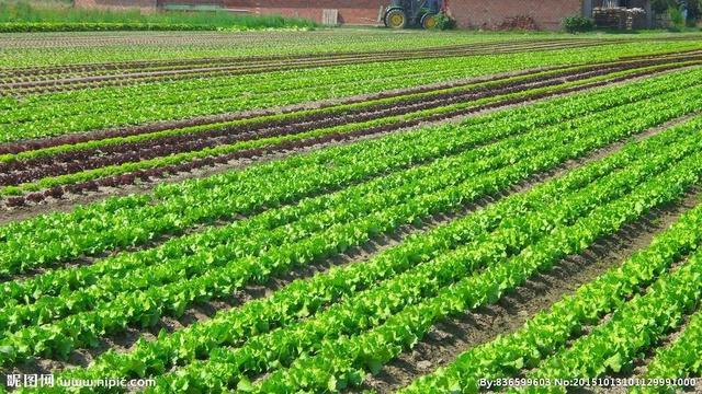 萝卜、白菜和土豆