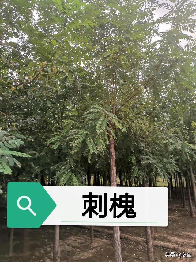 绿化树木