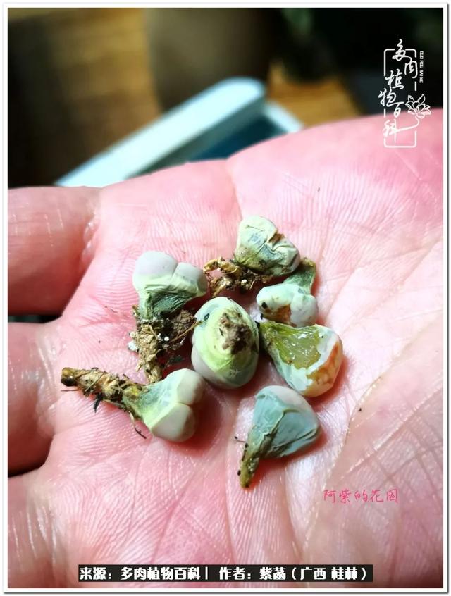 大型制砂机给力富贵机械