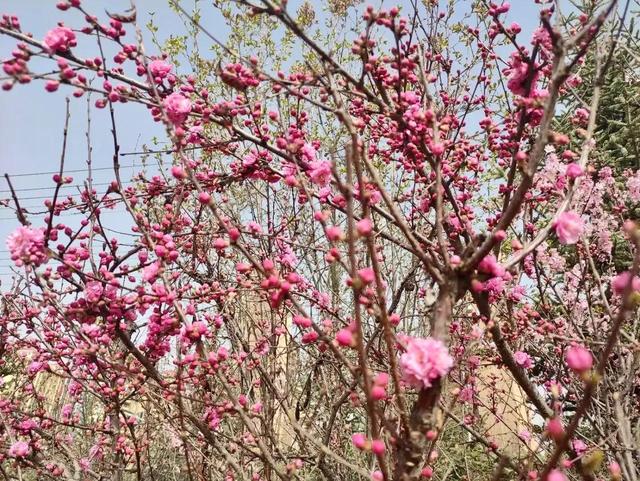 春末的青海，柳绿花红，雪花飘扬