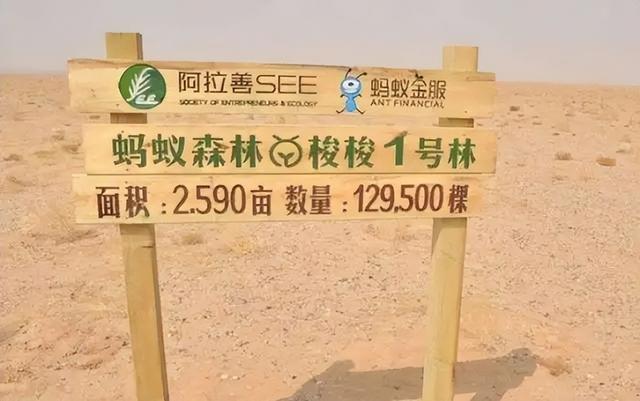 蚂蚁森林五年了，马云许诺每年种一亿棵树，这些树怎样了？