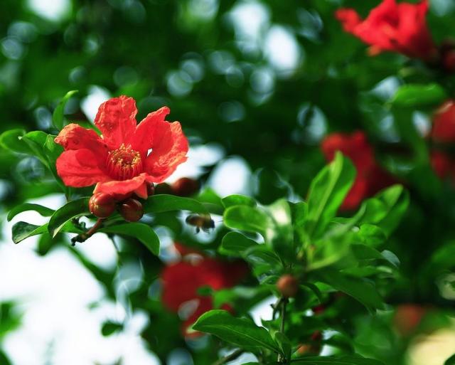 5月花 5月花  5月花开的唯美句子 生活