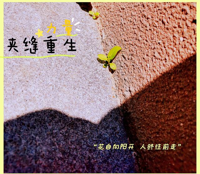 夹缝重生 只要你想 哪里都是肥沃的土壤 生根发芽