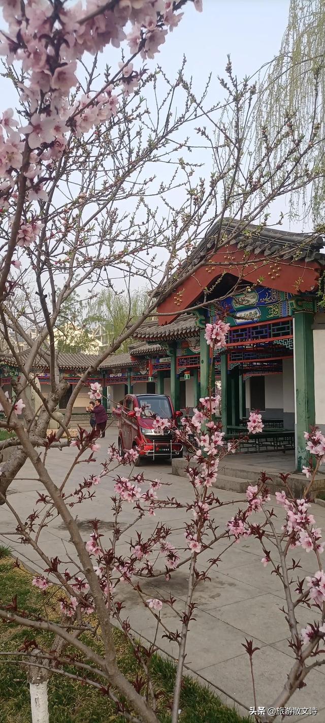 花开杨柳青