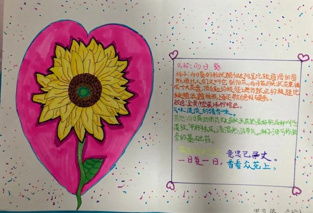 三年级荷花植物记录卡图片