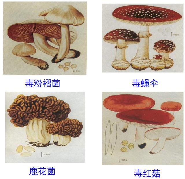 食品常见的化学性危害及其预防控制——食品本身含有毒物质