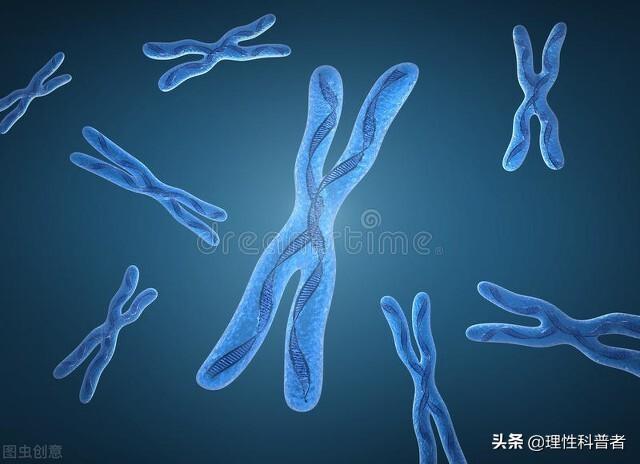 人与狗狗染色体区别，可能是一次突变，区分了人与狗的祖先