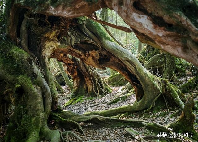 扔石头惹怒眼镜王蛇！七旬老伯被追咬，两招捡回一命，医生：万幸