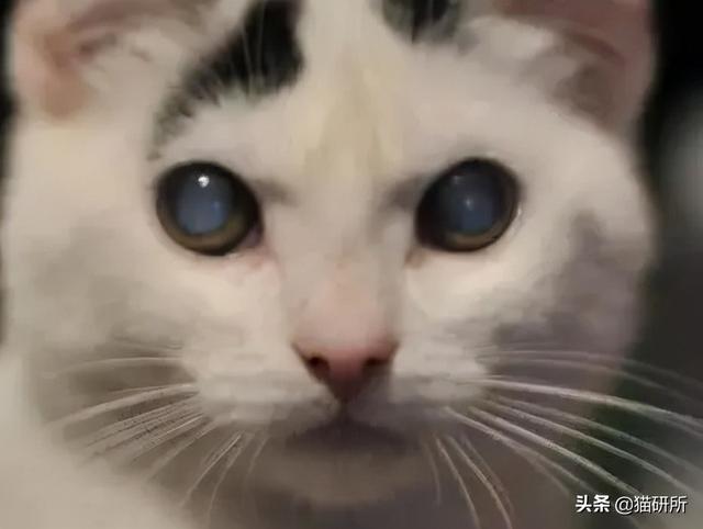 猫咪眼睛流泪睁不开是什么原因(猫眼角肿了个小包外眼角)