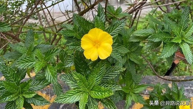 太阳花的象征意义