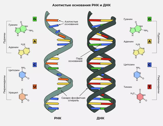 在陨石中发现的所有 DNA 成分