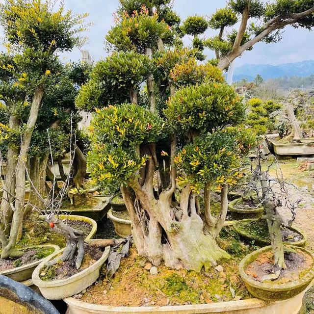 红花继木盆景(红花檵木盆景造型) 资讯 第1张
