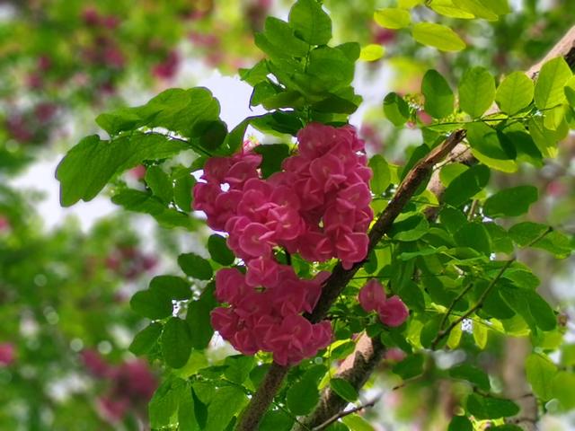 红色的槐花