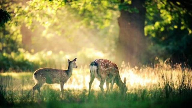 The Mysterious Component In Marriage And Love Lin Shen Sees The Deer 
