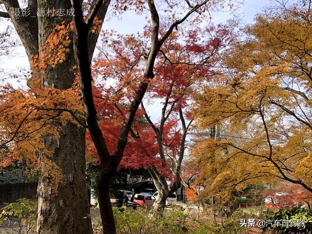德村志成：落葉殘楓依然美麗，久違北小金本土寺