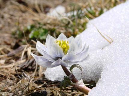 天山雪莲花