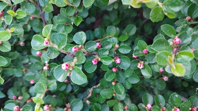 平枝栒子花偷偷露出了笑容