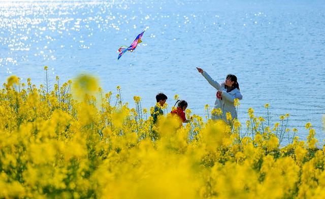 油菜花图片 油菜花图片（油菜花图片人物） 生活