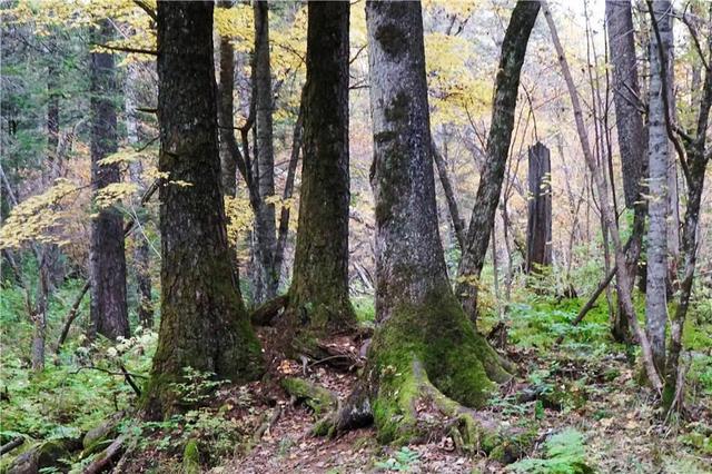 吉林 长白山 遍地倒木 原始森林里的 鲸落万物生 Zh中文网