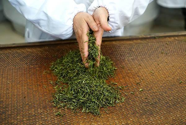 春季饮茶好处多，不同体质的人，应该喝不同的茶，希望你没喝错