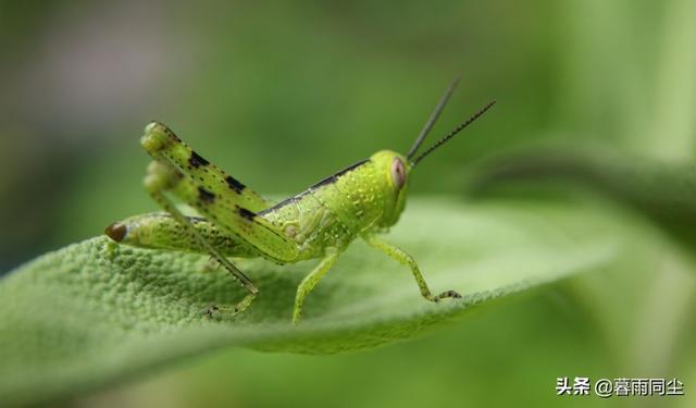 昆虫有哪些图片和名字(常见昆虫100种图片)-腾谋号