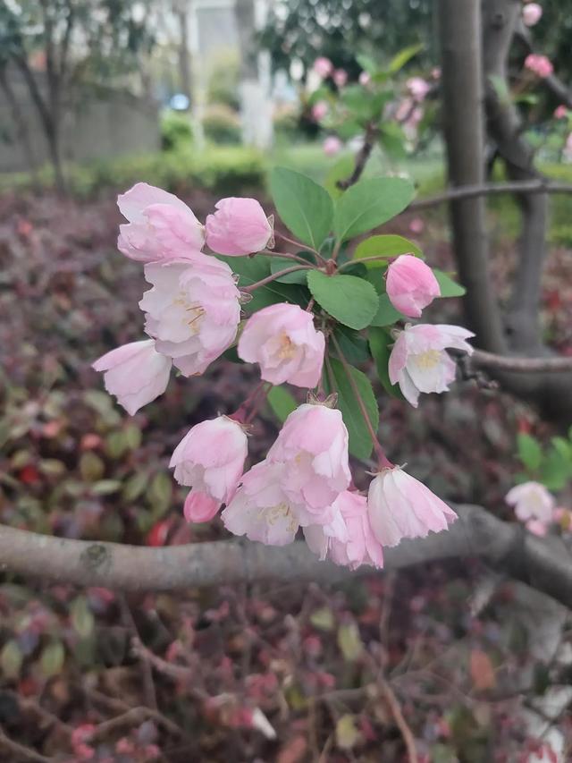正当春花烂漫时