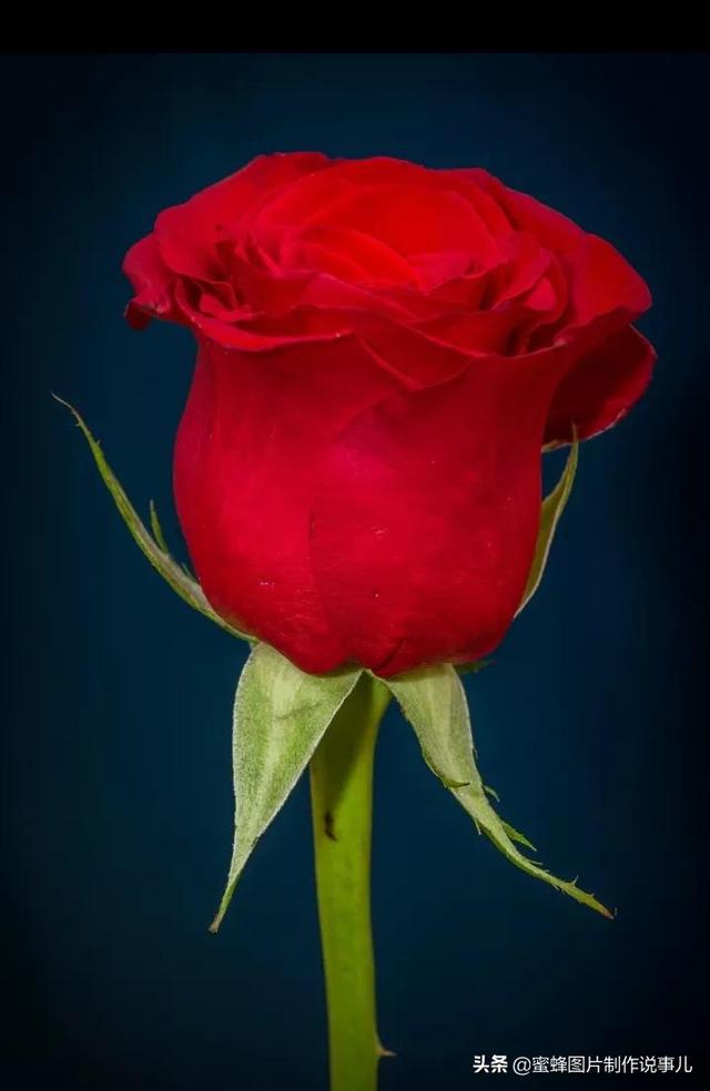 情人节玫瑰花图片大全集情人节玫瑰花图片大全集高清