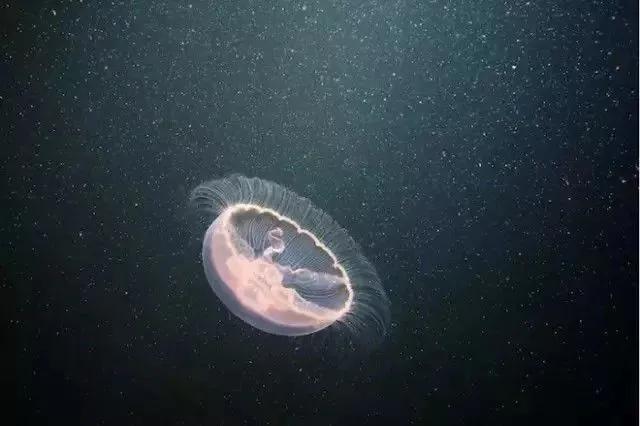 水母图片